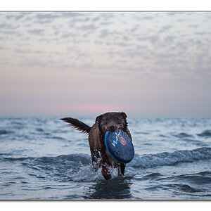 hund in denmark2