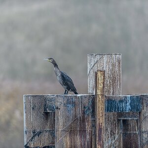 20121116 0488 [NIKON D4] 300 mm,1 160 Sek. bei ƒ   2,8