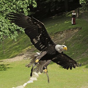 Weißkopfseeadler comp Nikon F