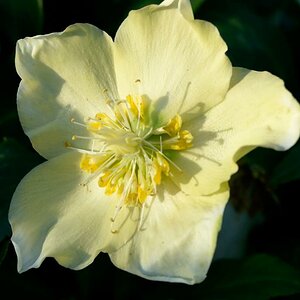 LOT7160