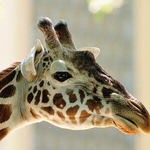 Netzgiraffe