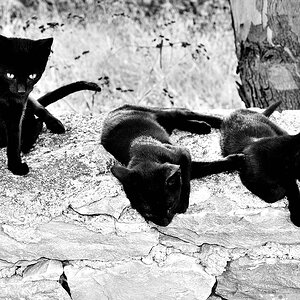 3cats