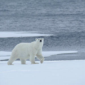 Spitzbergen 2012 SPE 0969 NFF