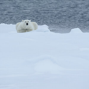 Spitzbergen 2012 SPE 1157 NFF
