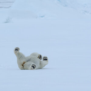 Spitzbergen 2012 SPE 1416 NFF