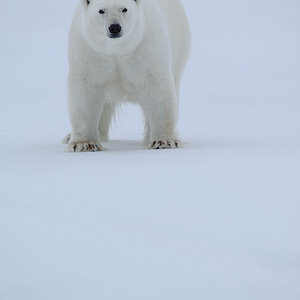 Spitzbergen 2012 SPE 1329 NFF