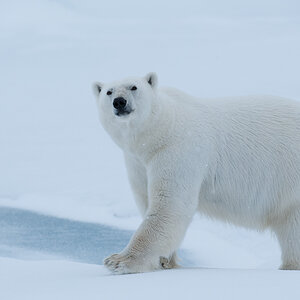 Spitzbergen 2012 SPE 1337 NFF