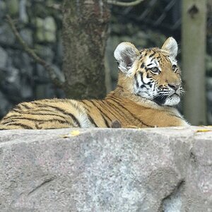 Kleiner Tiger