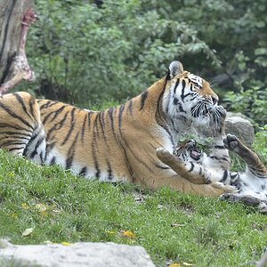 Tigermama mit Nachwuchs