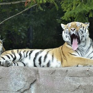 Tigernachwuchs fast erwachsen