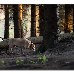 sina im wald