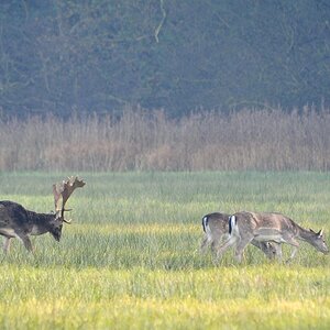 Damwild 2012.1
