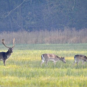 Damwild 2012.2