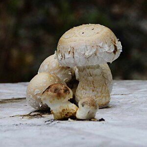 Pilz1