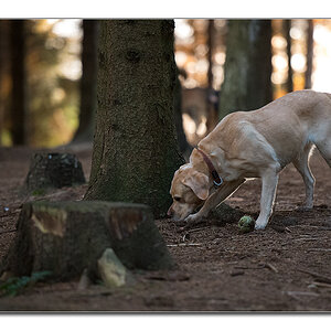 sina im wald2