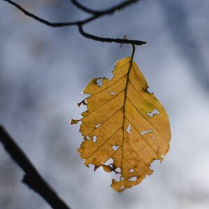 Blatt