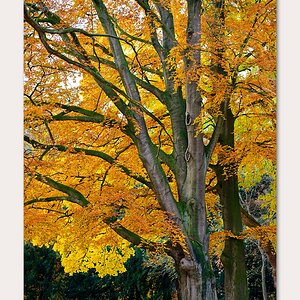 Fall Colours II