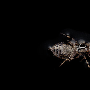 chitin
hülle
wasser
spooky
treiben
schwimmen