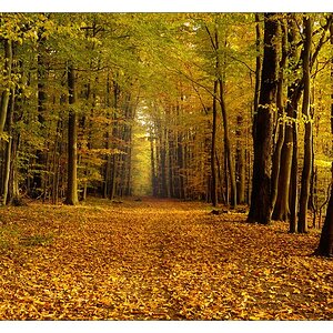 Waldspaziergang a29405991