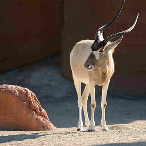 Addax-Antilope