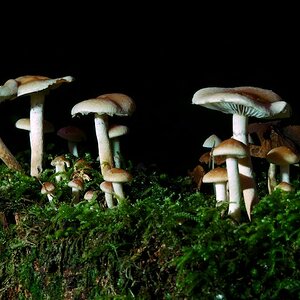 Pilze im Wald 001