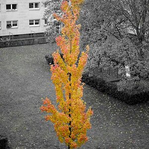 herbstblätter