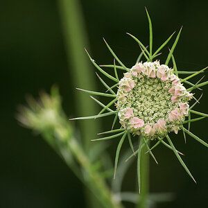 276blumen
