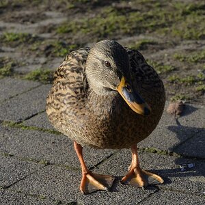 Ente