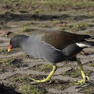 Wasserhuhn
