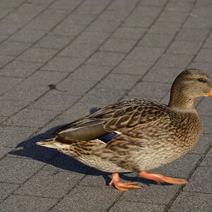 Ente 2