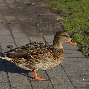 Ente 3