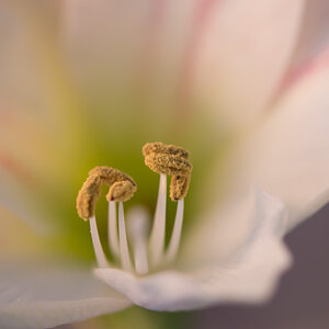 Amaryllis