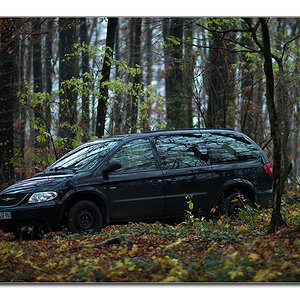 im wald