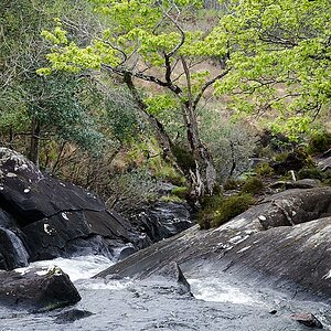 Killarney(98)