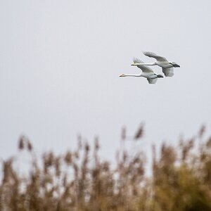 20121116 0684 [NIKON D4] 500 mm,1 400 Sek. bei ƒ   5,6