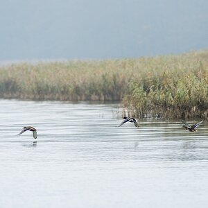 20121116 0850 [NIKON D4] 420 mm,1 500 Sek. bei ƒ   5,6