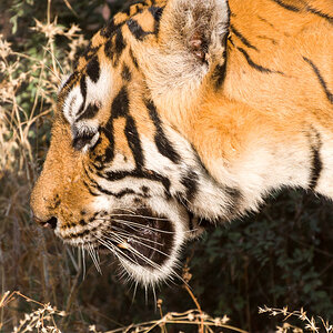 20121111 Rajasthan 0223
