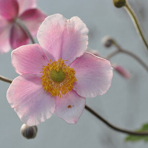 Blüte (einsam)