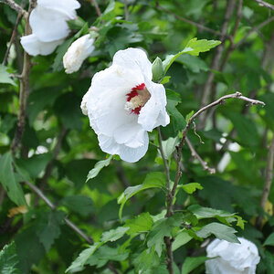 Hibiskus