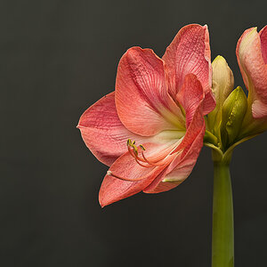 Amaryllis