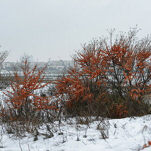 DSC 1346 16 12 12
