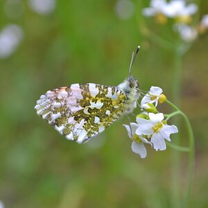Schmetterling