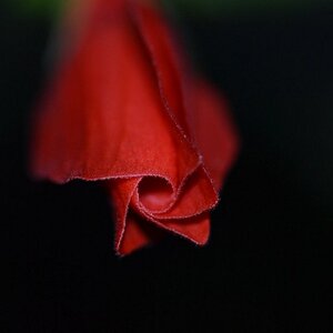 Blüte