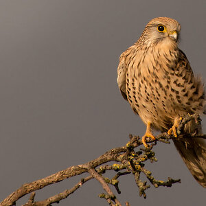 Raubvogel