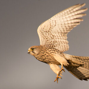 Raubvogel3
