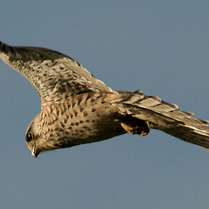 Raubvogel2