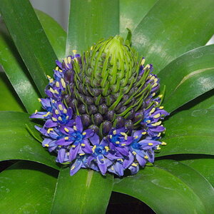 Scilla peruviana  (Peruanischer Blaustern)
