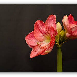 Amaryllis 2
