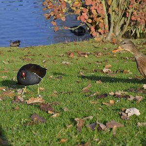 neugierige Ente und Wasserhuhn