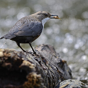 Wasseramsel mit Koppe